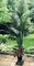 EF-0506  6 feet Outdoor Polyblend  Paradise Palm - Synthetic Trunks - 16 Fronds - Green - Bare Tr...