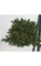 Commercial Pine Christmas Tree Branch - 278 Tips - 100 Warm White LED Lights