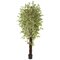 7.5’ Variegated Mini Ficus Silk Tree