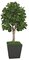 7 feet Fiddle Leaf Fig Tree - Natural Wood Trunks - FIRE RETARDANT