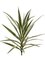 Yucca Plant with 24 Leaves Variegated