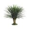 30.5 inches Californian  Yucca on Base (Knock-Down Packing) Green 