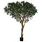 8.5 feet EXOTIC ITALIAN OLIVE TREE