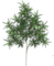 PODOCARPUS