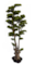 41" Outdoor UV Cypress Bonsai Tree