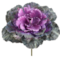 10" Large Cabbage/Kale  Purple / Green