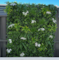 40" x 40" Outdoor UV Rated Luxury  Artificial Vertical Garden Commercial Grade UV Resistant
