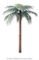 12 feet Artificial Coconut Palm - Natural Trunk - 15 Fronds - 3 Coconuts - Bare Trunk