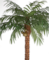 12 feet Artificial Coconut Palm - Natural Trunk - 15 Fronds - 3 Coconuts - Bare Trunk