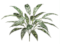 28 Inch Aglaonema (Silver King) Bush