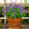 13" Outdoor UV Resistant Artificial Flowering Lavender Bush (Indoor/Outdoor) - Set of 12