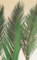 40 inches TO 49 inches Preserved Phoenix Canariensis Palm Frond (Set of 5)