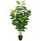 64" Fresh Philodendron w/Pot-Green
