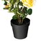 21" Yellow Rose Plant in Pot