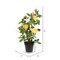 21" Yellow Rose Plant in Pot