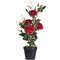 21" Red Rose Plant in Pot