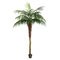 7 feet Potted Pheonix Palm Tree 899Lvs