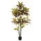 5' Potted Croton  Tree  W/104 Lvs-Green