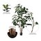 5' Potted Rubber Treew/132 Lvs-Green
