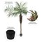 7' Potted Phoenix Palm Tree 899Lvs