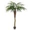 6' Potted Phoenix Palm Tree 545Lvs