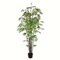 8' Potted Black Japanese Bamboo Tree