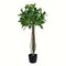 3' Potted Bay Leaf Topiary 252 Leaves