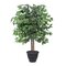 4' Ficus Bush in Gray Plastic Pot
