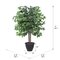 4' Ficus Bush in Gray Plastic Pot