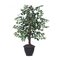 4' Variegated Ficus Bush in Gray Pot