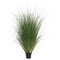 60 inches Green Curled Grass in Pot