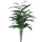3 feet Spathiphyllum Plant  W/40 Lvs