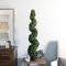 4' Boxwood Spiral In Pot UV