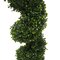 4' Boxwood Spiral In Pot UV