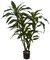 3 Foot Dracaena Plant X 5 On Wood Trunk