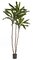 8 FOOT CORDYLINE TREE  ON NATURAL WOOD