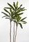 8 FOOT CORDYLINE TREE  ON NATURAL WOOD