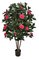 CAMELLIA TREE ON NATURAL WOOD | BEAUTY OR CREAM | 3 feet OR 5 feet TALL