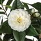 CAMELLIA TREE ON NATURAL WOOD | BEAUTY OR CREAM | 3 feet OR 5 feet TALL