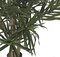 Foot Firesafe Dracaena Reflexa Tree