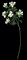 45 inches Outdoor Bougainvillea Stem - 6 Flowers - 25 inches Stem