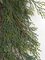 6' Plastic Outdoor  Cypress Garland - 16" Width - Green