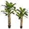 Double Trunk Potted Banana Trees - 6 Ft. Or 8 Ft. Tall