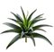 10" Agave Plant  Green Gray