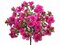 Decorative 16 inches Azalea Bush   Beauty