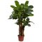 7' Outdoor Giant Triple Stalk Banana Tree UV Resistant (Indoor/Outdoor)