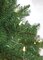 7.5 Feet Tall  Monroe Pine Christmas Tree - Full Size - 750 Clear Lights - Wire Stand