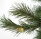 20' Commercial Pine Christmas Tree - 8,450 Multi - Colored 5mm LED Lights