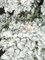 Flocked Slim Glacier Tree with Frosted C7 Lights and LED Lights - 7.5 Ft, 9 Ft, and 12 Ft.