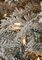 9' Flocked Laser Glitter Pine Christmas Tree - Slim Size - 650 Clear Lights